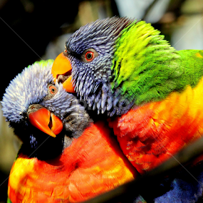 The Happy Couple by Ralph Harvey - Animals Birds