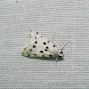 Spotted Peppergrass Moth