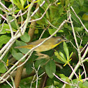 Common Yellowthroat (immature male)