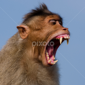 Open your mouth .... by Aditya Bugadi - Animals Other Mammals