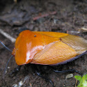 Tessaratoma bug