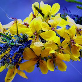 by Jyotirmoy Phukan - Flowers Flowers in the Wild