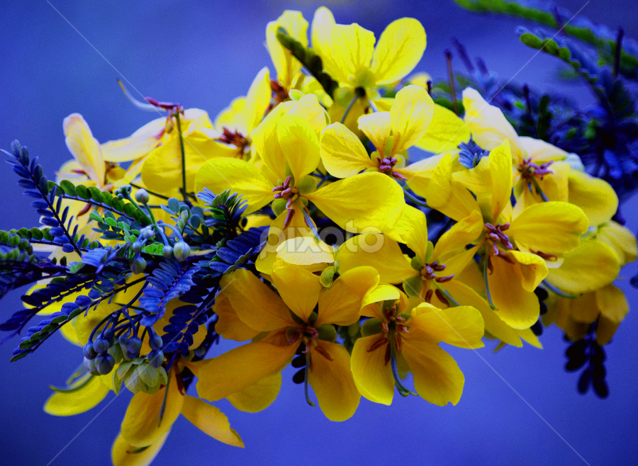 by Jyotirmoy Phukan - Flowers Flowers in the Wild