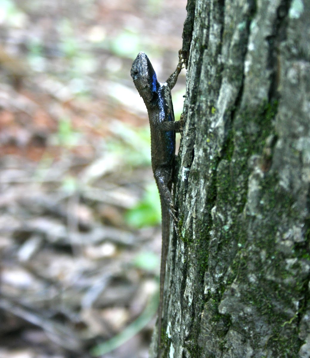 Eastern Fence Lizard, male