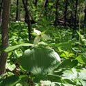 White Trillium