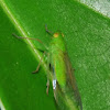Dictyopharid bug