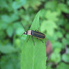 Soldier Beetle (Firefly mimic)