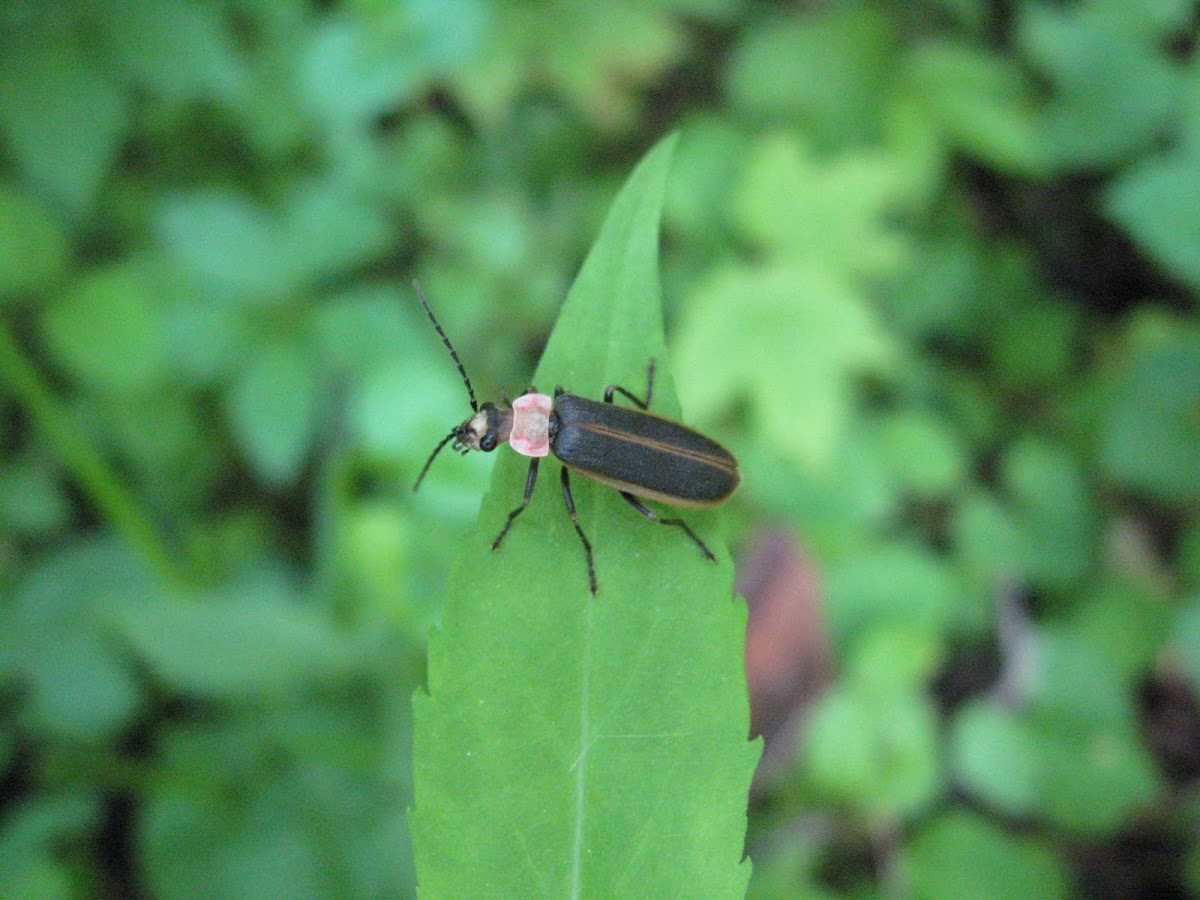 Soldier Beetle (Firefly mimic) Project Noah
