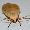 Banded tussock moth or Sycamore tussock moth