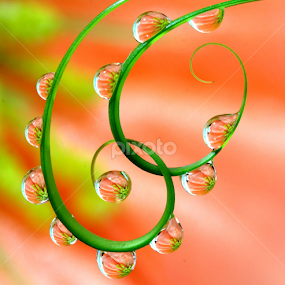 by Wahyudi Barasila - Nature Up Close Natural Waterdrops