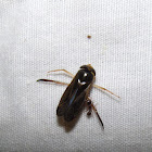 Water Boatman (Tribe Corixini)