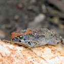 Ranger's Toad