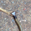 hammerhead flatworm