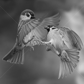 passer sparrow by Dragomir Taborin - Black & White Animals