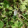 Eastern Tailed-Blue