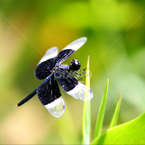 Dragonfly by Evan Ahmed - Animals Insects & Spiders