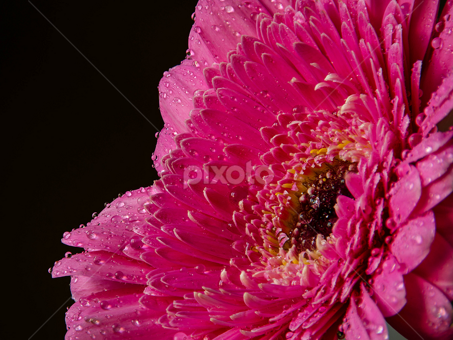 Daisy by Fitria Ramli - Flowers Single Flower