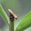 Paddy Bug / Slender rice bugs / walang sangit (Indonesian local name)
