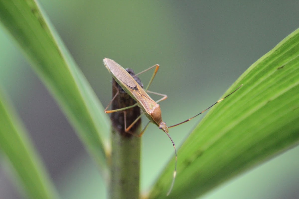 Paddy Bug / Slender rice bugs / walang sangit (Indonesian local name)