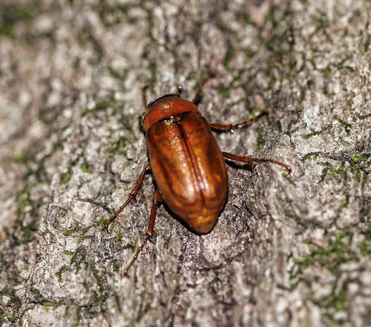 Phyllophaga Beetle