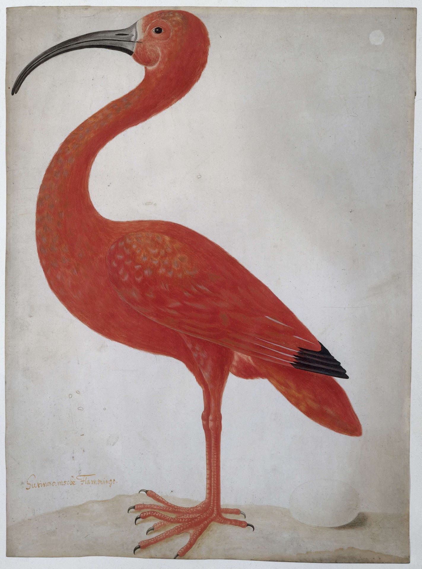 Rode ibis met een ei, Dorothea Maria (toegeschreven aan), 1699 - 1701 - Rijksmuseum