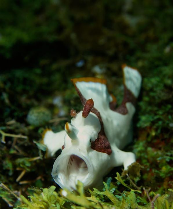 Warty Frogfish