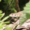 Common (Viviparous) Lizard
