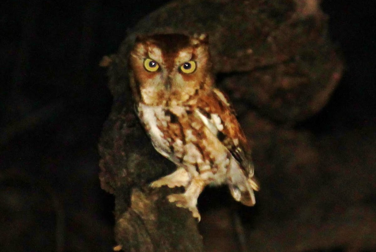 Eastern screech owl red morph
