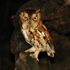 Eastern screech owl red morph
