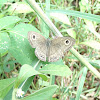 Five-ring Butterfly