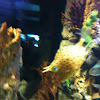 Longhorn Cowfish