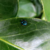 Mumutawa (Steelblue Ladybird)