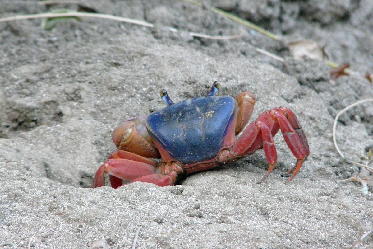 Mouthless Crab