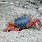Mouthless Crab