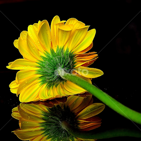 by PINAKI MITRA - Flowers Single Flower
