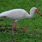 White Ibis