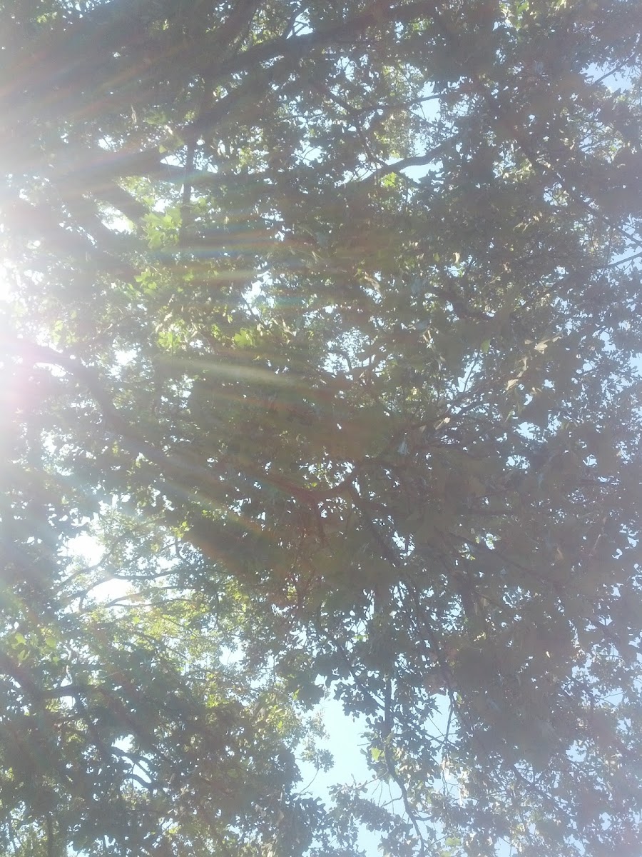 Oak treetree