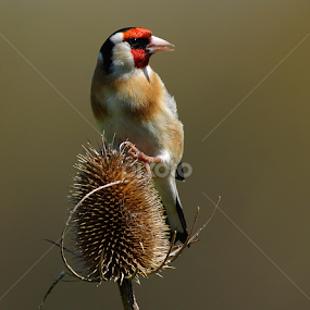 Goldfinch by Bob Rawlinson - Animals Birds