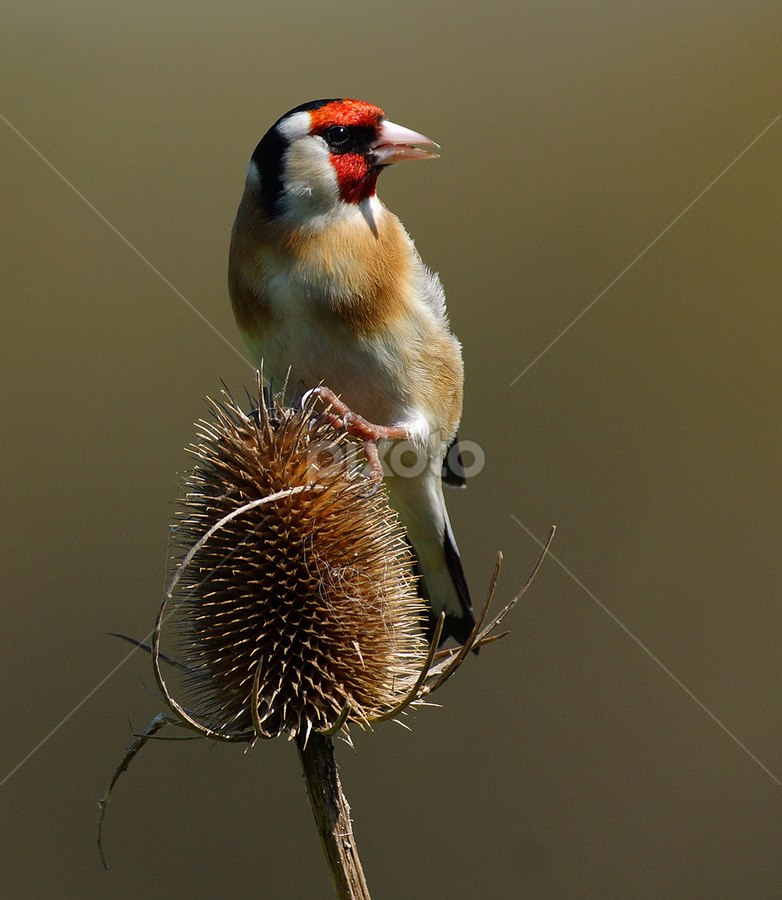 Goldfinch by Bob Rawlinson - Animals Birds