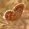 butterfly - The Common Blue