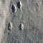 Eastern cottontail rabbit tracks