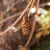 Hoverfly