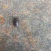 Pill Bug