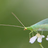 Common green lacewing