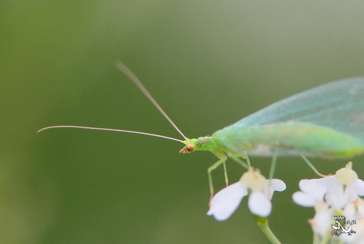 Common green lacewing