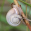 Cartusian Snail
