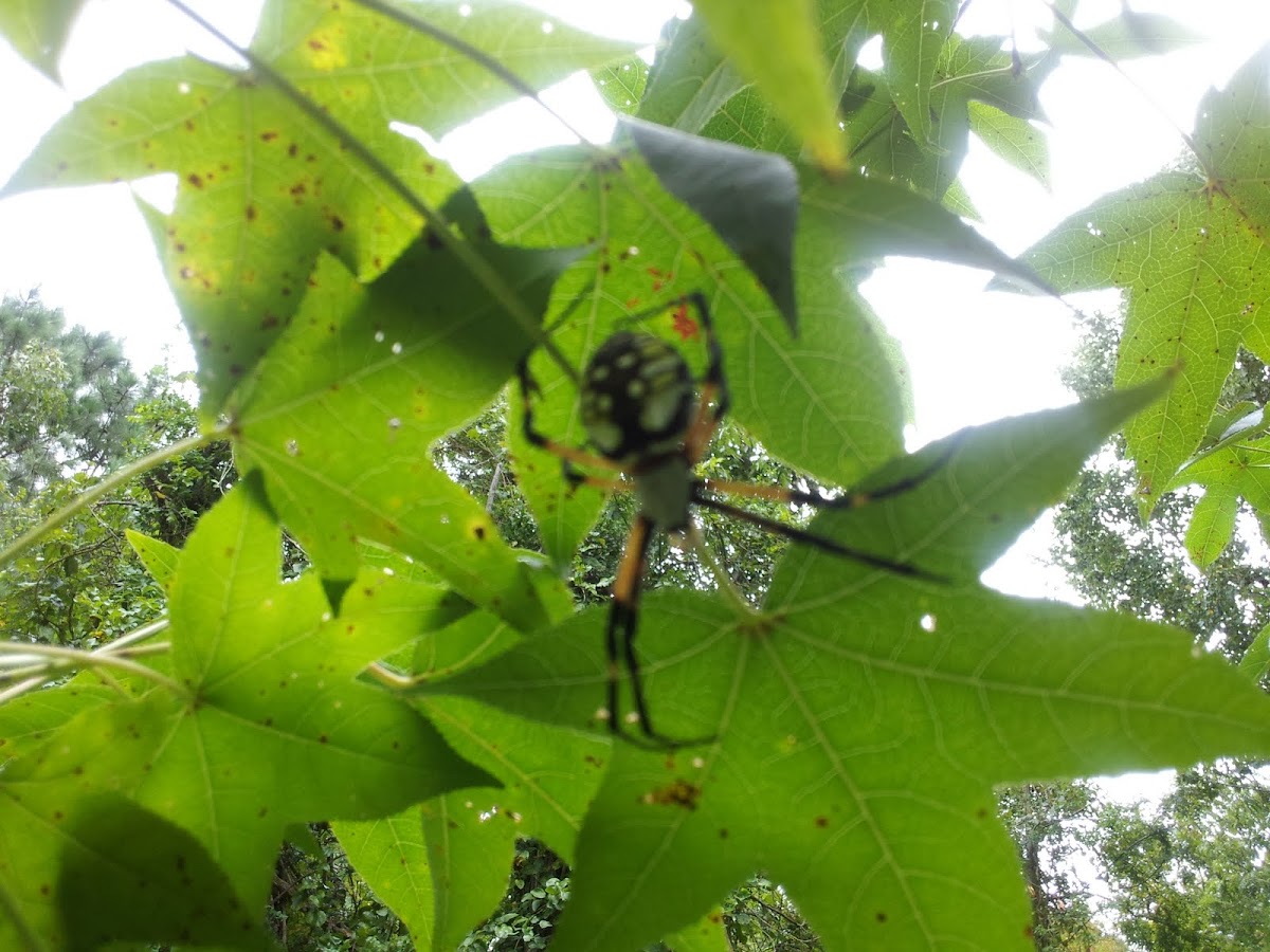 Black and yellow Argiope