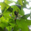 Black and yellow Argiope