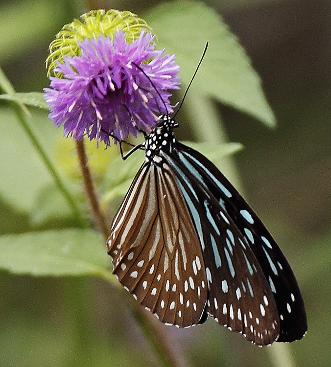 Blue Glassy Tiger