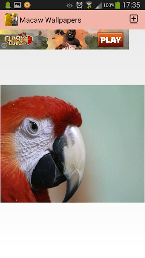 免費下載個人化APP|Macaw Wallpapers app開箱文|APP開箱王